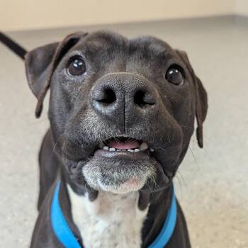 Pit Bull Terrier and Mixed Breed Dogs Available for Adoption in Yankton, South Dakota - Wendy | PetCurious
