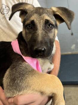 German Shepherd Dog Dogs Available for Adoption - *FRANCES | PetCurious