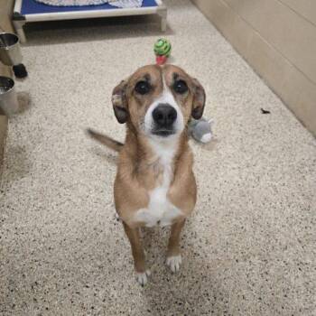 German Shepherd Dog and Mixed Breed Dogs Available for Adoption in Frankfort, Kentucky - Shelby 5744 D | PetCurious