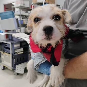 Kaber -  Shih Tzu Dog for Adoption in East St. Louis, Illinois - Kaber | PetCurious