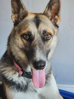 Rescue German Shepherd Dog Dogs for Adoption in Lincoln, Nebraska - Brynn | PetCurious
