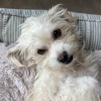 Street Dreamer -  Terrier Dog for Adoption in Marfa, Texas - Street Dreamer | PetCurious