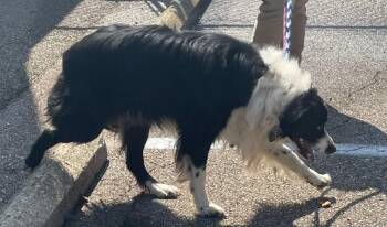 Raisin -  Mixed Breed Dog for Adoption in Cincinnati, Ohio - Raisin | PetCurious