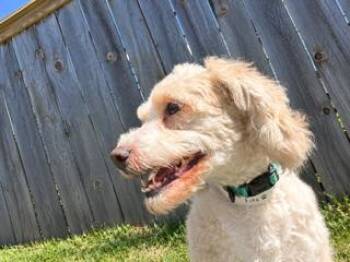 Fluffernutter -  Cavapoo Dog for Adoption in Lexington, Kentucky - Fluffernutter | PetCurious