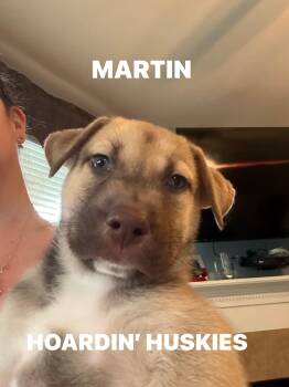 Siberian Husky Dogs Available for Adoption - Martin Cheers | PetCurious