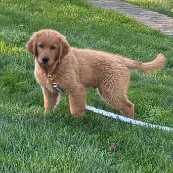 Golden Retriever Dogs Available for Adoption - Brick | PetCurious