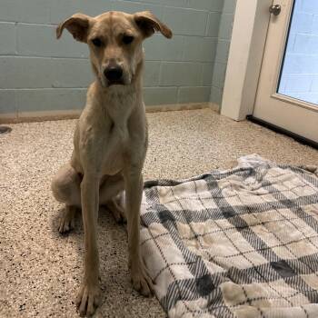 Avery 2678 -  Labrador Retriever and Mixed Breed Dog for Adoption in Loxahatchee Groves, Florida - Avery 2678 | PetCurious