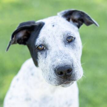 Australian Cattle Dog Blue Heeler and Pit Bull Terrier Dogs Available for Adoption in Dublin, California - Fiona | PetCurious