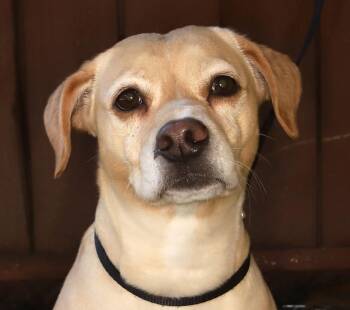 Sara -  Yellow Labrador Retriever and Beagle Dog for Adoption in Oakland Park, Florida - Sara | PetCurious