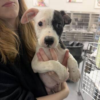 Dell -  Terrier and Mixed Breed Dog for Adoption in Montgomery, Alabama - Dell | PetCurious