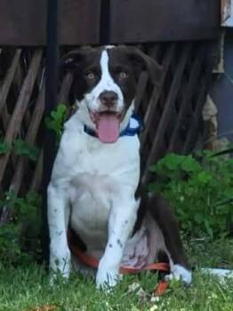 Mr Bill -  Mixed Breed Dog Available for Adoption in Highland, New York - Mr Bill | PetCurious