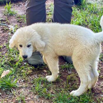 Bart -  Great Pyrenees Dog Available for Adoption in Chattanooga, Tennessee - Bart | PetCurious