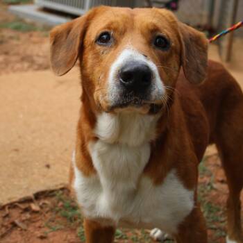 Rescue Mixed Breed Dogs for Adoption in Valley, Alabama - Bo | PetCurious