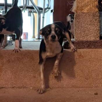 Jake D12173 -  Chihuahua Dog for Adoption - Jake D12173 | PetCurious