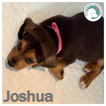 Joshua -  Beagle and Shetland Sheepdog Sheltie Dog for Adoption in Wadsworth, Illinois - Joshua | PetCurious