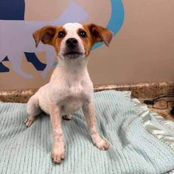 May -  Terrier and Mixed Breed Dog for Adoption - May | PetCurious