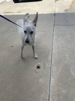 RIVER -  German Shepherd Dog Dog for Adoption in Killeen, Texas - RIVER | PetCurious