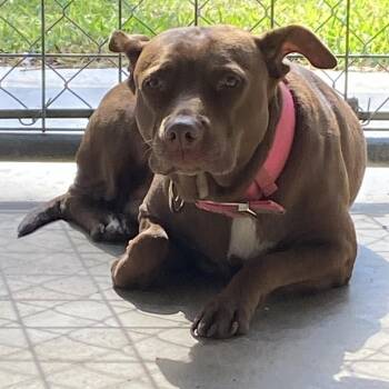Sugar -  Pit Bull Terrier Dog for Adoption in Melrose, Florida - Sugar | PetCurious