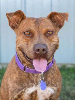 Rescue Staffordshire Bull Terrier Dogs for Adoption in La Grange, Texas - Hazelnut | PetCurious