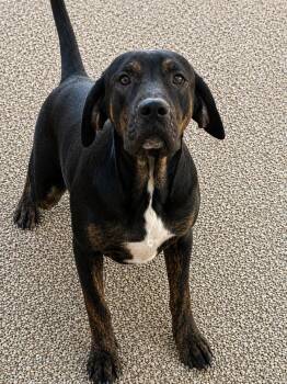 Arnold Alabama -  Pit Bull Terrier Dog for Adoption in Nashville, Tennessee - Arnold Alabama | PetCurious