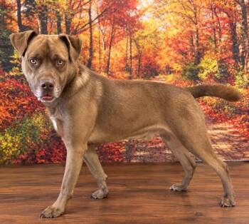 Marland -  Labrador Retriever Dog for Adoption in New Cumberland, West Virginia - Marland | PetCurious