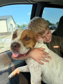 Benny -  American Staffordshire Terrier and American Bully Dog for Adoption in Creston, Iowa - Benny | PetCurious