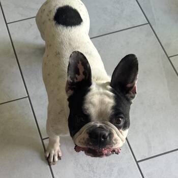 French Bulldog Dogs Available for Adoption in Las Vegas, Nevada - Milo | PetCurious