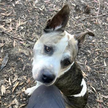 Pablo -  Mixed Breed Dog for Adoption in San Francisco, California - Pablo | PetCurious