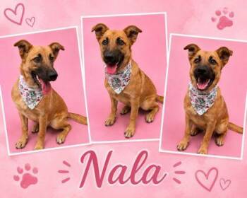 Nala -  Shepherd and Mixed Breed Dog for Adoption in Seagoville, Texas - Nala | PetCurious