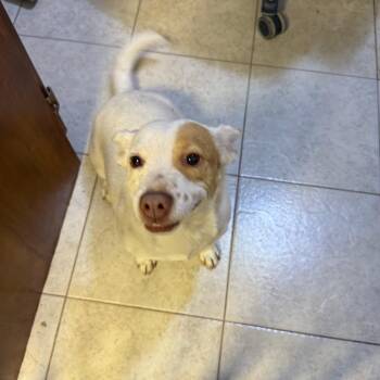 Chica -  Chihuahua and Mixed Breed Dog for Adoption in Casa Grande, Arizona - Chica | PetCurious