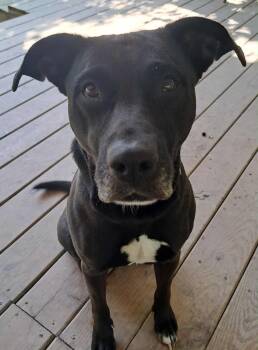 Rescue Black Labrador Retriever Dogs for Adoption in Huntingdon, Pennsylvania - Onyx | PetCurious