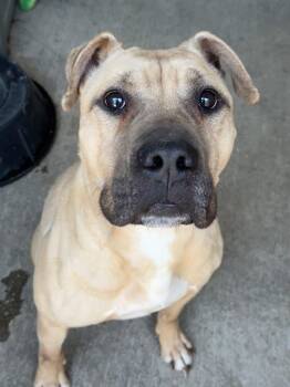 Camper -  Pit Bull Terrier Dog for Adoption in Chicago, Illinois - Camper | PetCurious