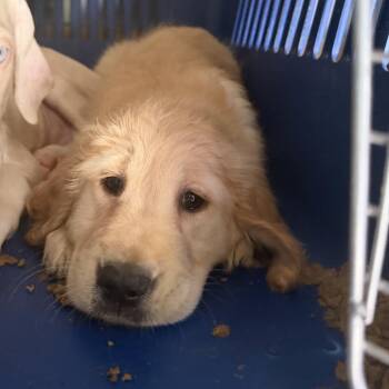 Laputa -  Golden Retriever Dog for Adoption in Northbrook, Illinois - Laputa | PetCurious