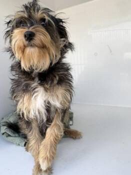 A658148 -  Yorkshire Terrier and Mixed Breed Dog for Adoption in Houston, Texas - A658148 | PetCurious