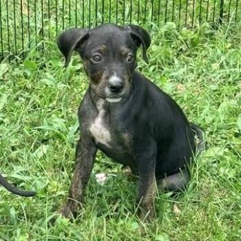 Phoenix -  Rottweiler and Pit Bull Terrier Dog for Adoption in Springfield, Missouri - Phoenix | PetCurious