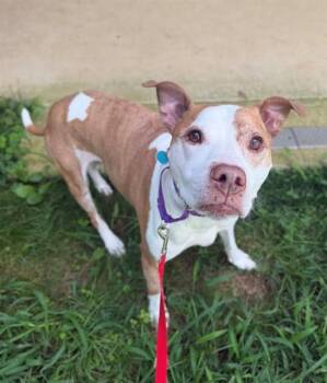 LUCKY -  Pit Bull Terrier Dog for Adoption in Leesburg, Virginia - LUCKY | PetCurious