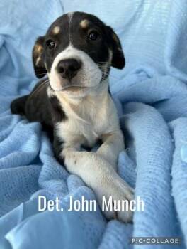 Rescue Mixed Breed Dogs for Adoption in Waunakee, Wisconsin - Det John Munch | PetCurious