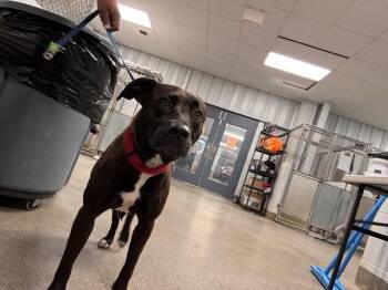 LAYTON -  Pit Bull Terrier and Mixed Breed Dog for Adoption - LAYTON | PetCurious
