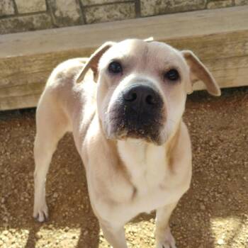 Mixed Breed Dogs Available for Adoption - Henley | PetCurious