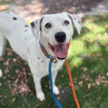Wiggly -  Dalmatian Dog for Adoption in Port Richey, Florida - Wiggly | PetCurious