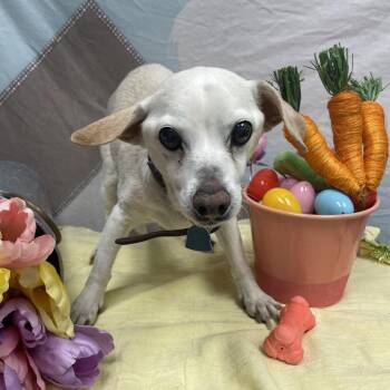 Chihuahua Dogs Available for Adoption in Las Vegas, Nevada - Dexter | PetCurious