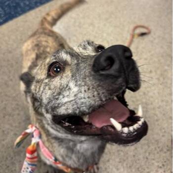 Gina -  Mixed Breed Dog for Adoption in West Palm Beach, Florida - Gina | PetCurious