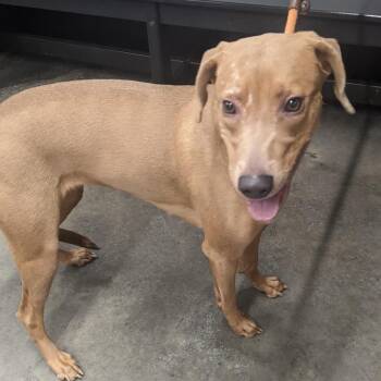 Terrier and Shepherd Dogs Available for Adoption - Paula | PetCurious