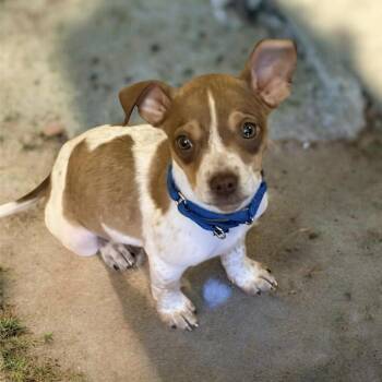 Chihuahua and Rat Terrier Dogs Available for Adoption - Bobby  | PetCurious