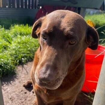 Chocolate Labrador Retriever Dogs Available for Adoption in Corvallis, Oregon - Lily | PetCurious