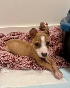 Rescue Mixed Breed Dogs for Adoption in Tunica, Mississippi - Franklin | PetCurious