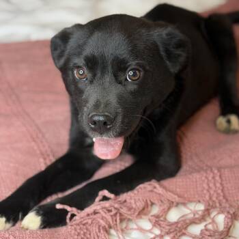 Australian Shepherd and Labrador Retriever Dogs Available for Adoption in Atlanta, Texas - Lilly | PetCurious