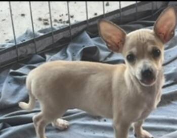 Lisa -  Chihuahua Dog for Adoption in Longmont, Colorado - Lisa | PetCurious