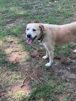 Rudy -  Labrador Retriever Dog for Adoption in Little Rock, Arkansas - Rudy | PetCurious