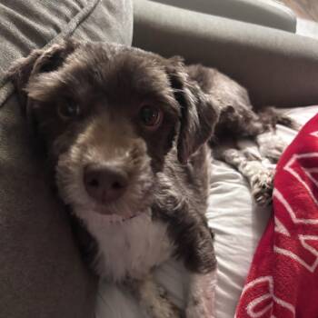 Havanese Dogs Available for Adoption in Kansas City, Missouri - Gigi | PetCurious